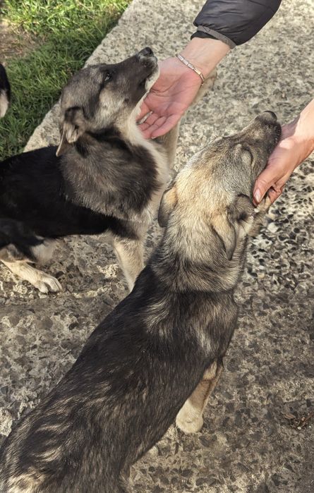 Метис хаскі віддам