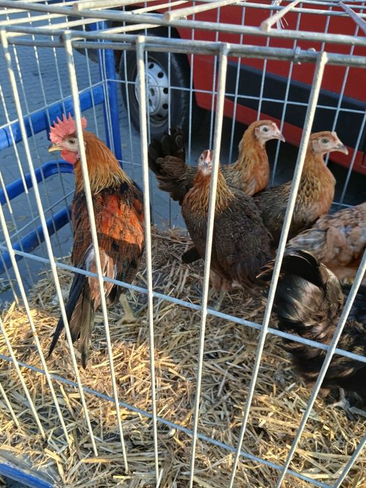 Kury nioski 20 tyg green shell dark shell marans zielonożki zielone jajka czubatki