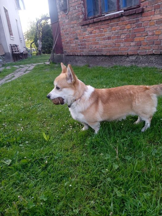 Хлопчик коргі для в'язки