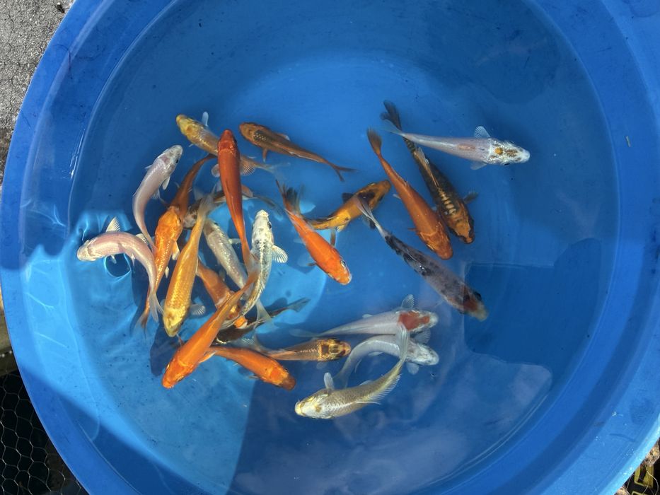 Carpas koi 8/11cm