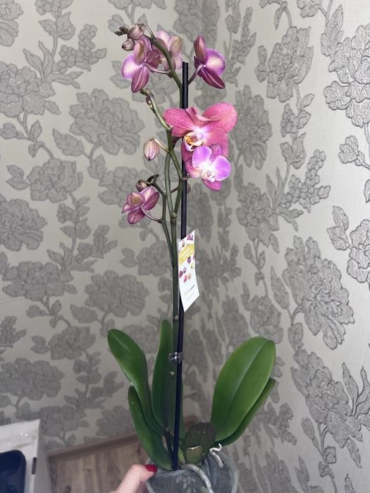 Орхідеї асортимент від 100 грн