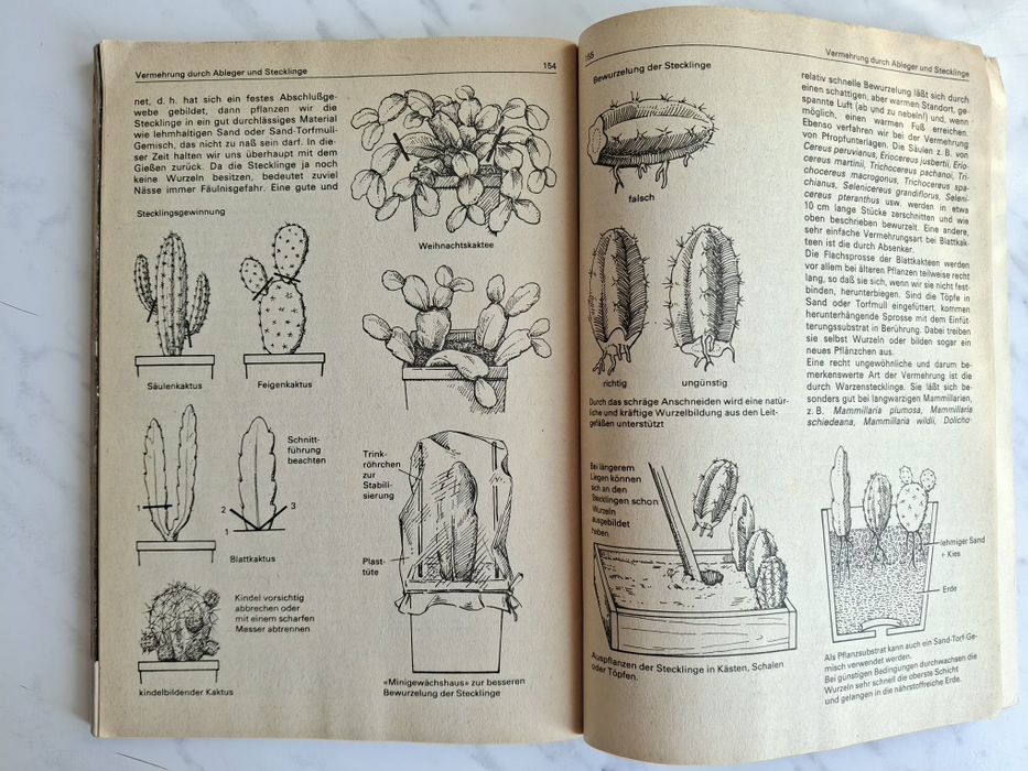 Поради для любителів кактусів Зігфрід Бреме