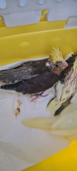 Papużki nimfy młode