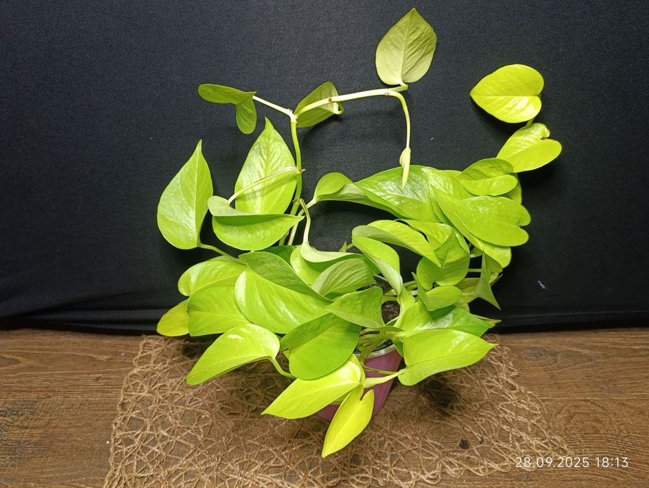 Епіпремнум Golden Pothos