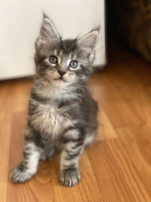 Кошенята мейн кун хлопчики