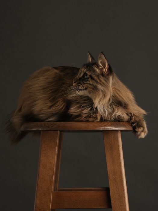 Дівчинка підліток породи КУРИЛЬСЬКИЙ БОБТЕЙЛ