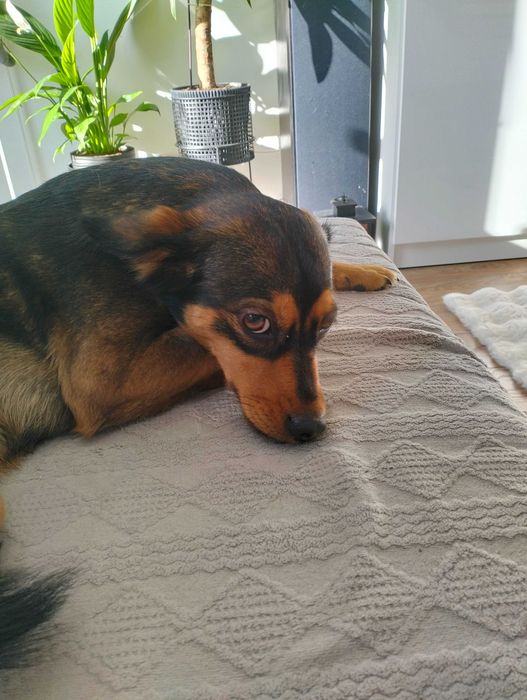 Oddam suczkę w dobre ręce