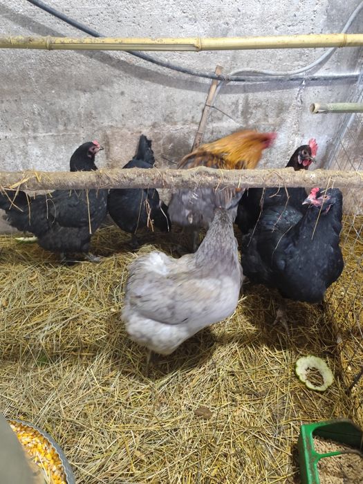 Ovos férteis Oliverejer