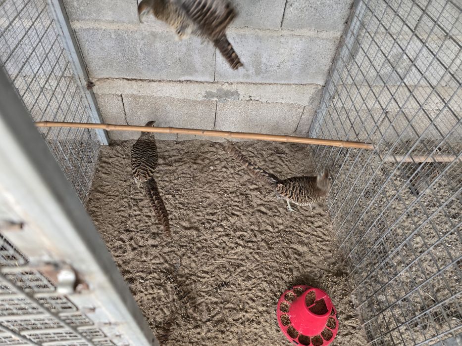 Faisões disponíveis