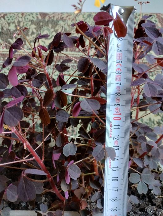 Оксалис (кислица) съедобный Oxalis vulcanicola "Plum crazy"," Zinfan