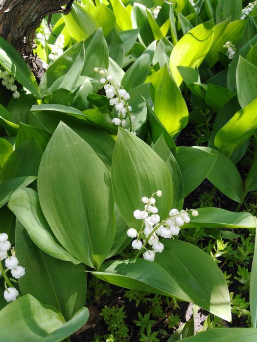 Ландыш садовый Саженцы Рассада