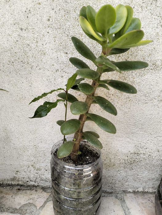 Suculenta Planta-Jade