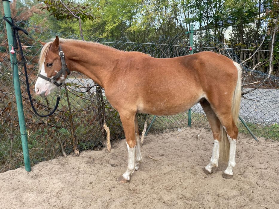 Dwa kuce walijskie wałachy holenderski paszport