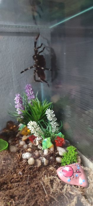 Oddam vitalus chromatusa