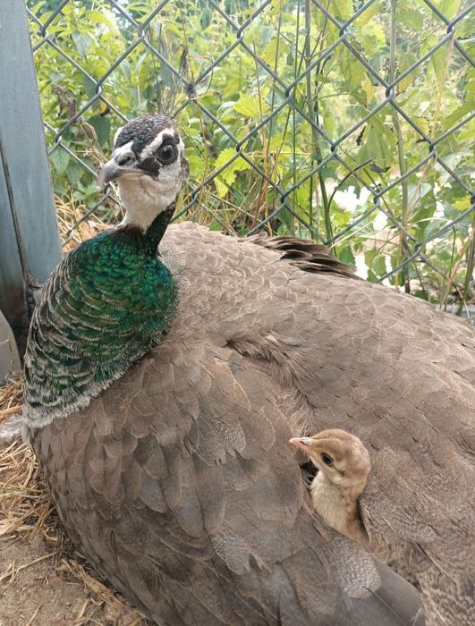 Pawie Jaja - Jajka Lęgowe