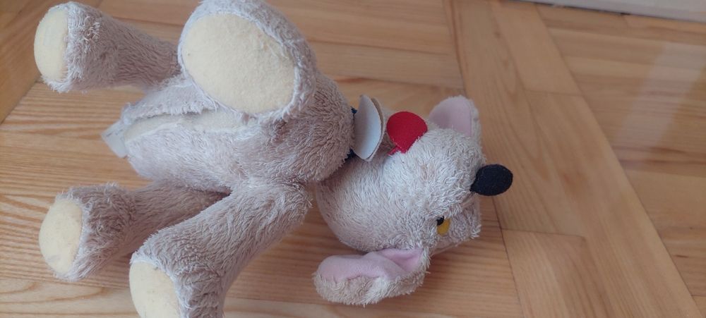 Śpiewający Nodi i pies Bumby