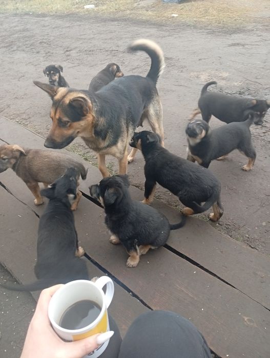 Віддамо цуценят в добрі руки