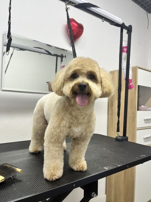 Грумінг Чернігів/Масани