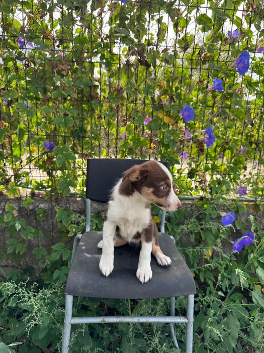 Menina Border Collie Chocolate Tricolor