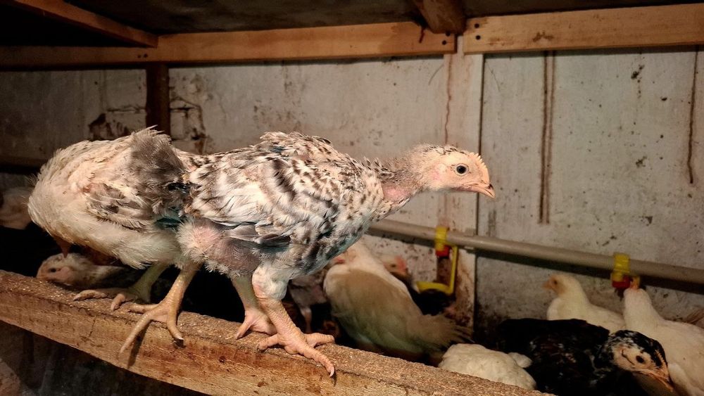 Мясо-яєчні курчата, індики, качки, перепілки.