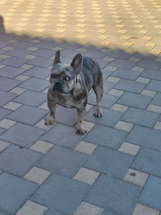 Дівчинка чорна мерлле.