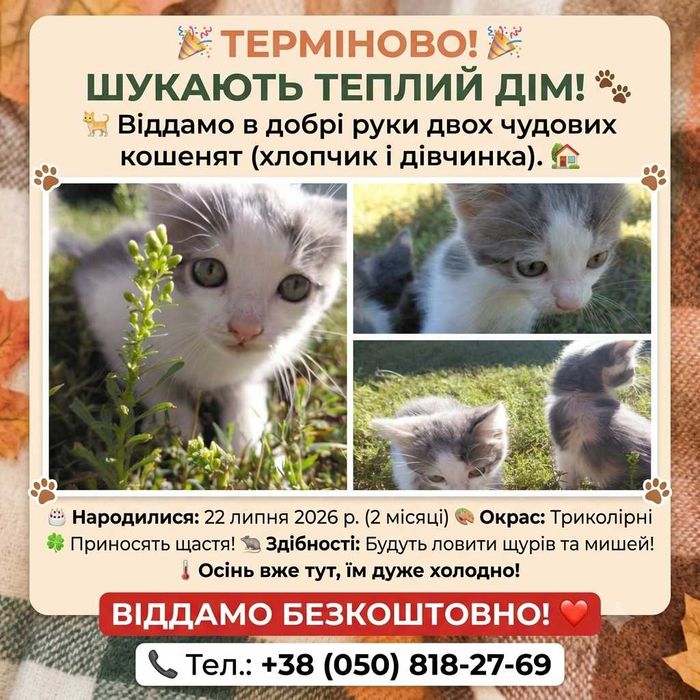 Віддамо кошенят безкоштовно