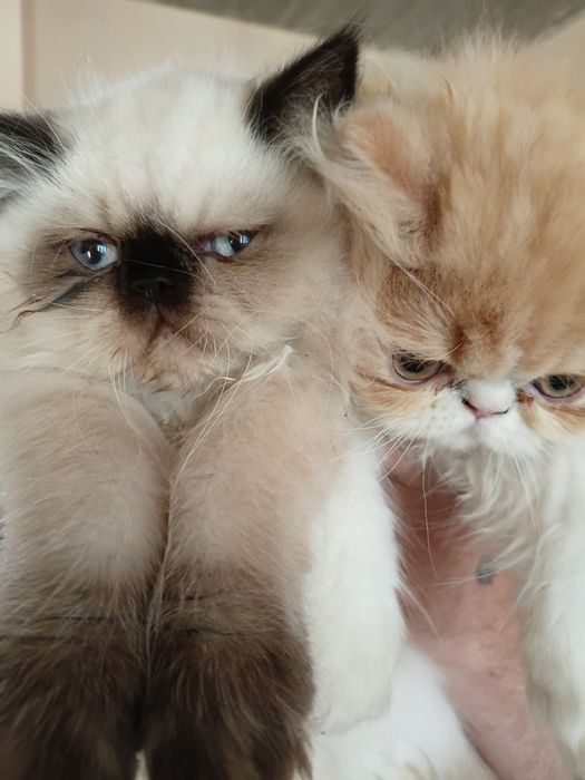 Персидские котята