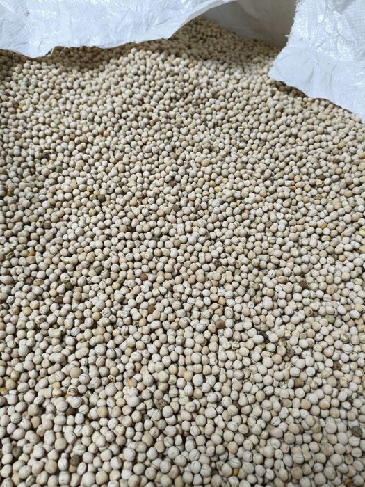 Groch polny Astronaute