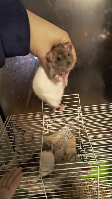 Крыса, клетка для крыс+подарок