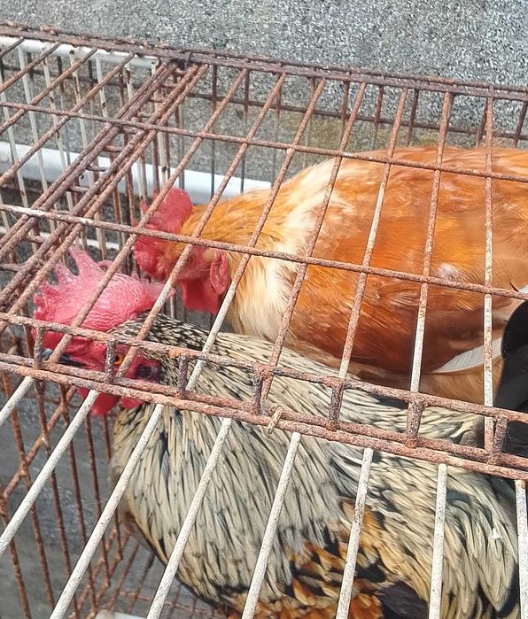 Vários Animais a venda