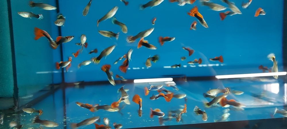 Rasowe Gupiki Tuxedo HB Red