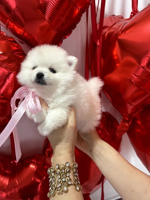 Померанські шпіци  любов без кордонів