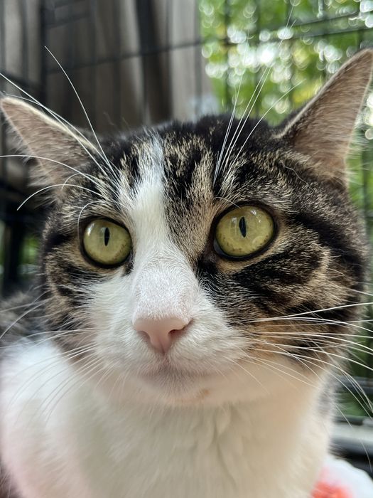 Młodziutka kotka Sówka szuka domu