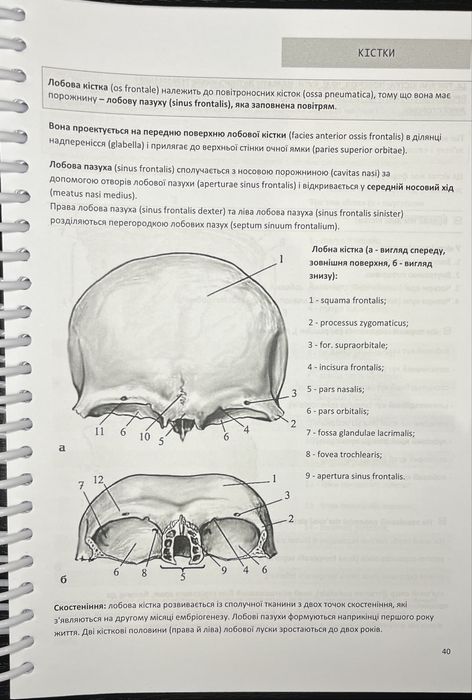 Анатомія, друкований стислий конспект