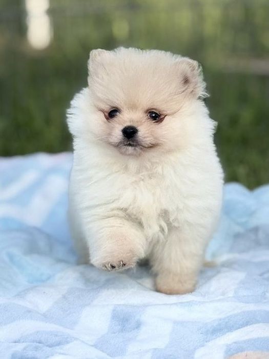 Lulu da Pomerânia menino Micro Miniatura