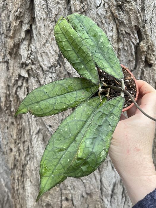 Хойа клеменсіорум Дарк Лиф clemensiorum dark leaf)