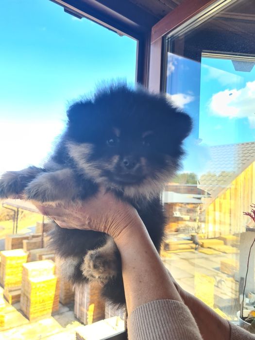 Продам померанських шпіців