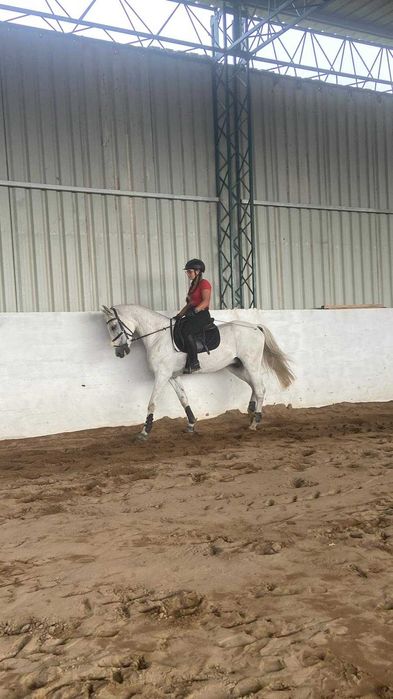 Vendo cavalo PSL com Livro Azul