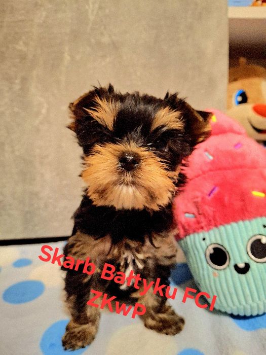 Yorkshire Terrier mini 1,8kg  piękność FCI ZKwP