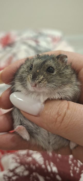 Хомяки Джунгарики