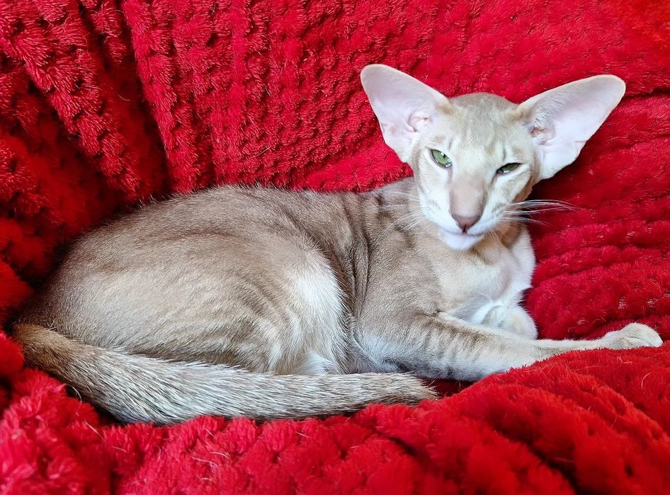 Очаровательный маньяк)