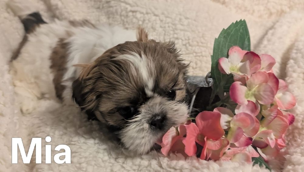 Piękna suczka  Shih Tzu z rodowodem