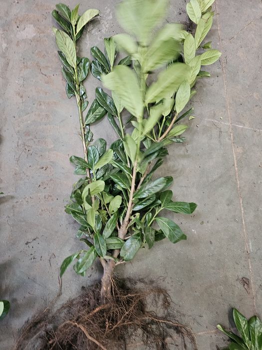 Laurowiśnia Novita goły korzeń