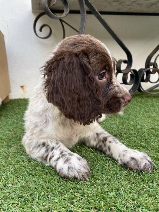 English  Spriger Spaniel