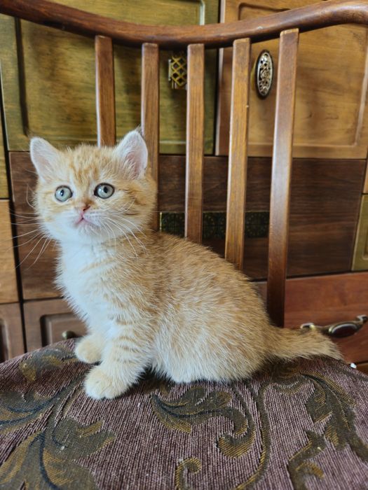Шотландські кошенята