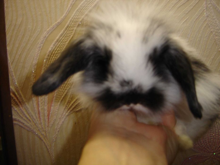 КРОЛИКИ - МИНИ. Домашние. Ручные. Красивые. Разные. Есть - КЛЕТКИ.