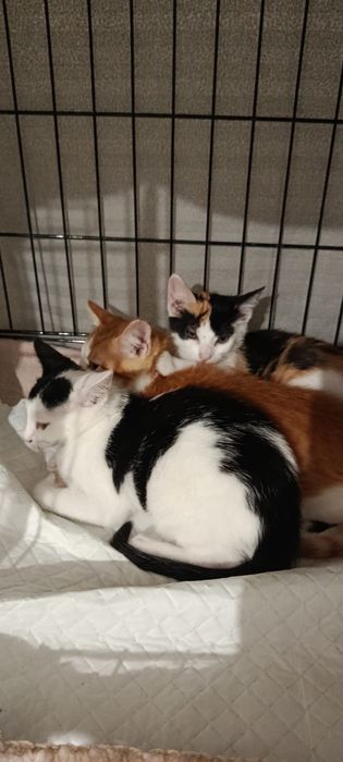 Gatinhos bebés adoção responsável