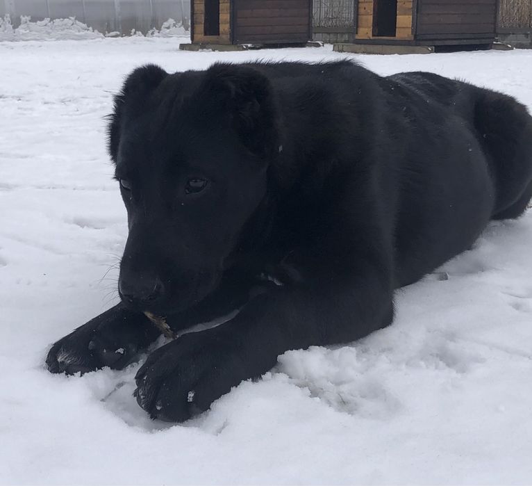 Owczarek środkowoazjatycki suka