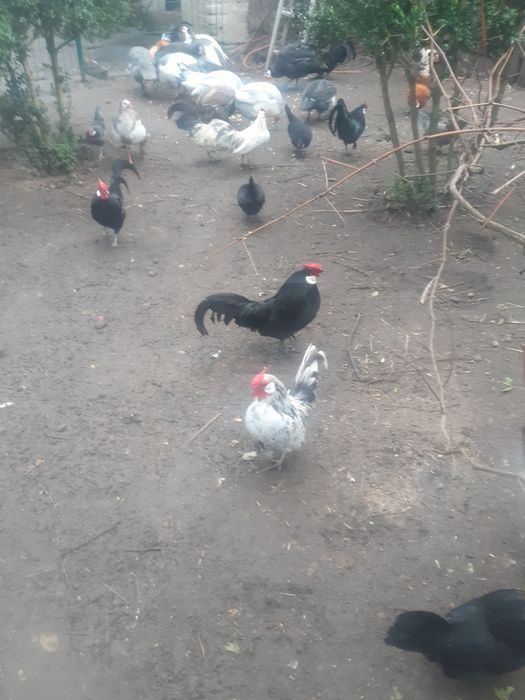 Bantamki-Karzełek Łapciaty- Karzełek Polski.