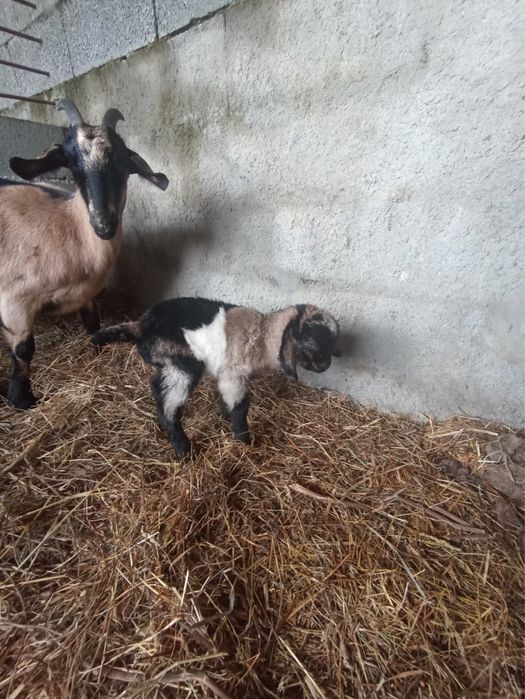 3 cabritos machos para mudar de pasto